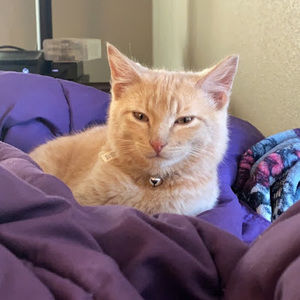 Meet your Posher, Kira